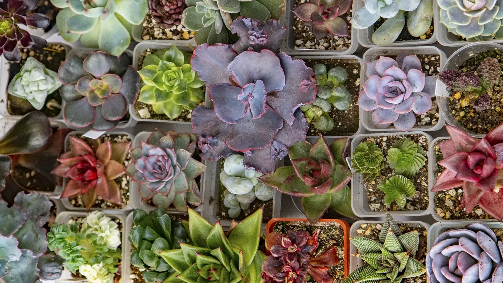 Xeropaisajismo sostenible cesped artificial verdePRO